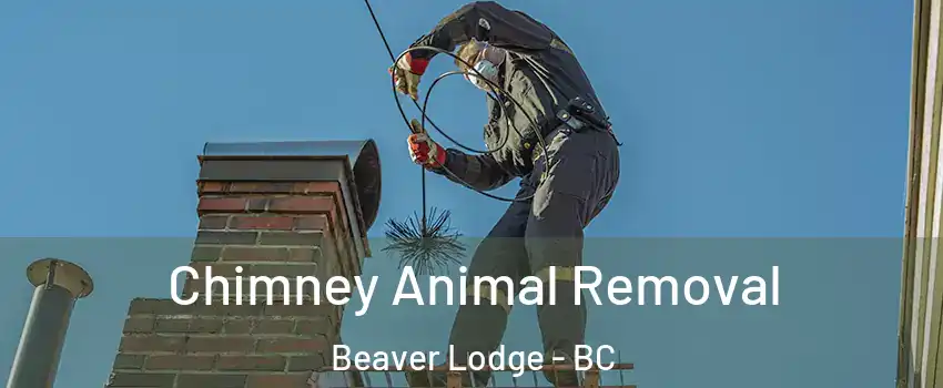Chimney Animal Removal Beaver Lodge - BC
