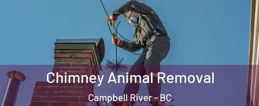 Chimney Animal Removal Campbell River - BC