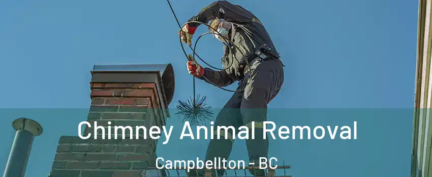 Chimney Animal Removal Campbellton - BC