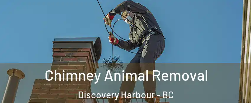 Chimney Animal Removal Discovery Harbour - BC