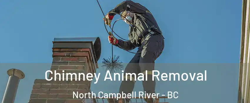 Chimney Animal Removal North Campbell River - BC