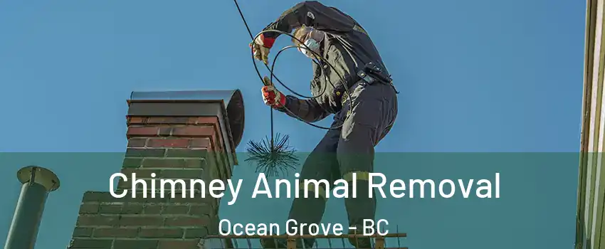 Chimney Animal Removal Ocean Grove - BC