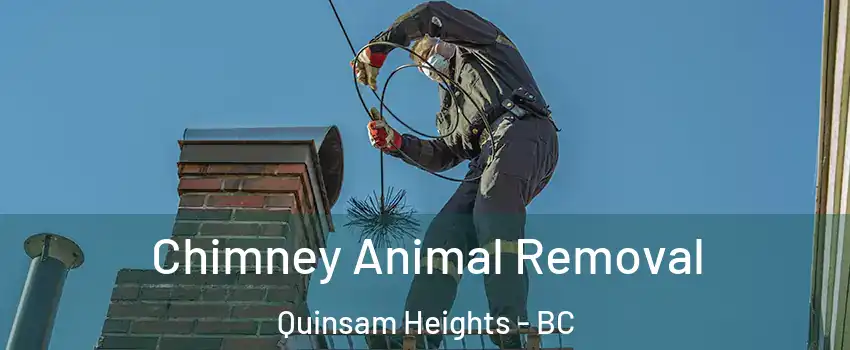 Chimney Animal Removal Quinsam Heights - BC