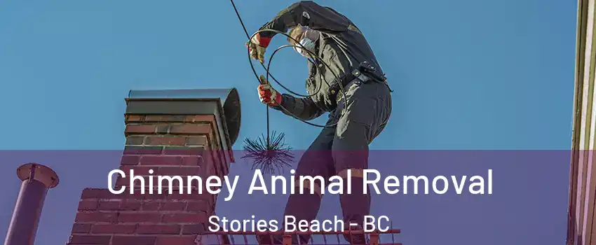 Chimney Animal Removal Stories Beach - BC